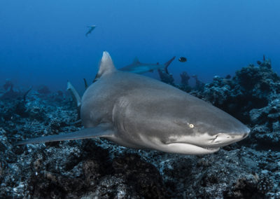 sejour-plongee-requin-gris-polynesie-e-tahiti-travel