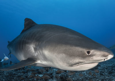sejour-plongee-requin-tigre-polynesie-e-tahiti-travel-1