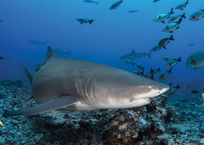sejour-plongees-plus-beaux-spots-requins-polynesie-e-tahiti-travel