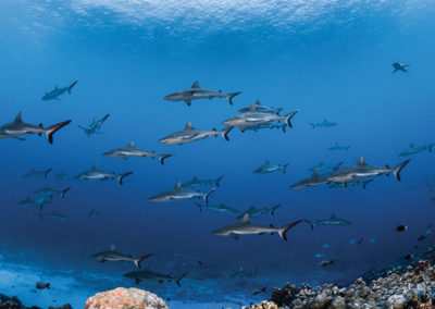 sejours-plongees-aquatiki-fakarava-mur-requin-e-tahiti-travel