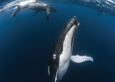 sejours-plongees-exception-baleineau-e-tahiti-travel