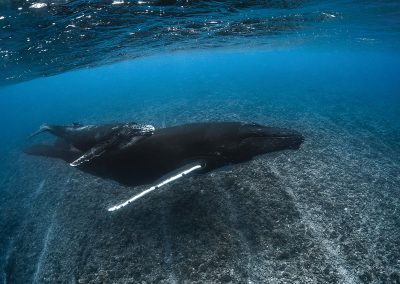 séjour-plongées-baleine-polynesie-e-tahiti-travel