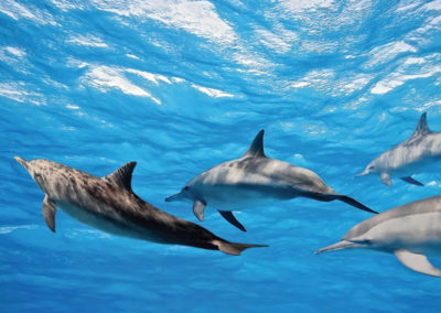 diapo2-excursion-sortie-dauphins-tahiti-e-tahiti-travel