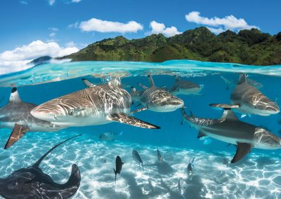 invitation-au-voyage-faune-moorea-requins-raies-poissons-e-tahiti-travel