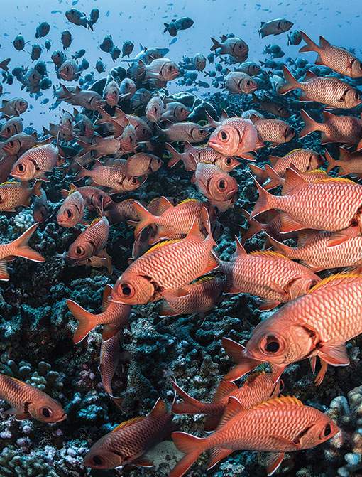Plongée sous-marine  Site Corporate de Tahiti Tourisme