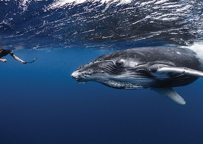 L’observation des baleines à Tahiti et ses îles