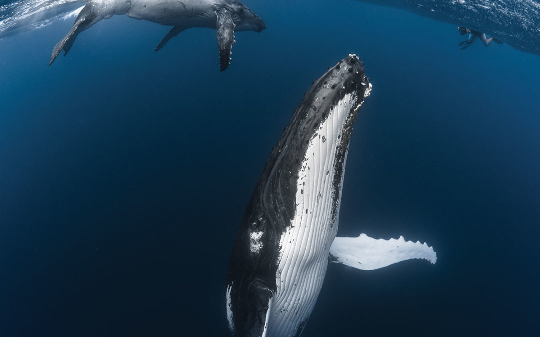Buceo excepcional y avistamiento de ballenas