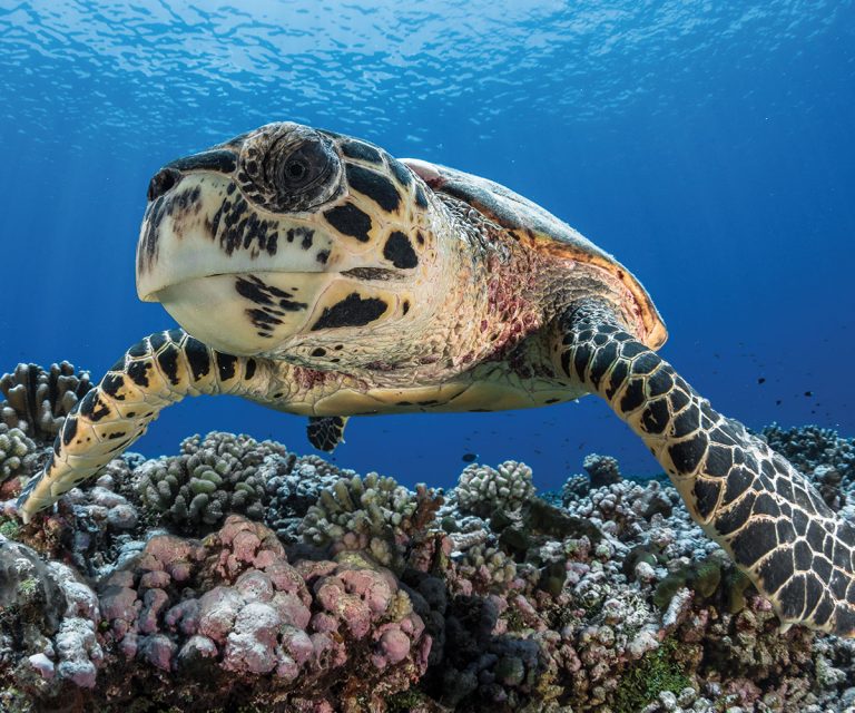 sejour-plongee-tortue-polynesie-e-tahiti-travel