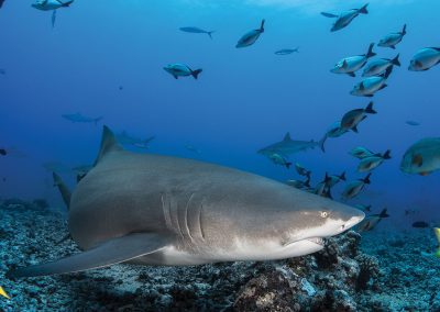 sejour-plongees-plus-beaux-spots-requins-polynesie-e-tahiti-travel